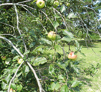 image of apple common