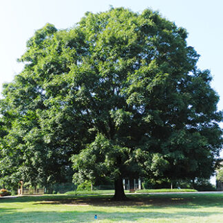 Maple, Sugar 1-0 (Acer saccharum)
