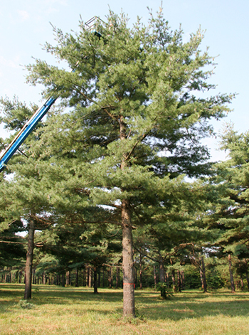 Pinus strobus (Eastern White Pine)