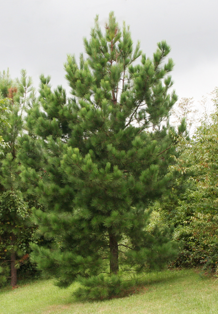 Pinus Taeda (Loblolly Pine) Tree Seeds For Planting