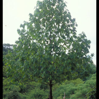Robinia x margaretiae 'Casque Rouge', Black Locust - Leafland Limited, Best Price, Buy Trees Online