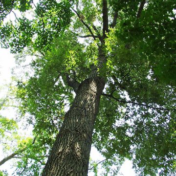 Timber Production