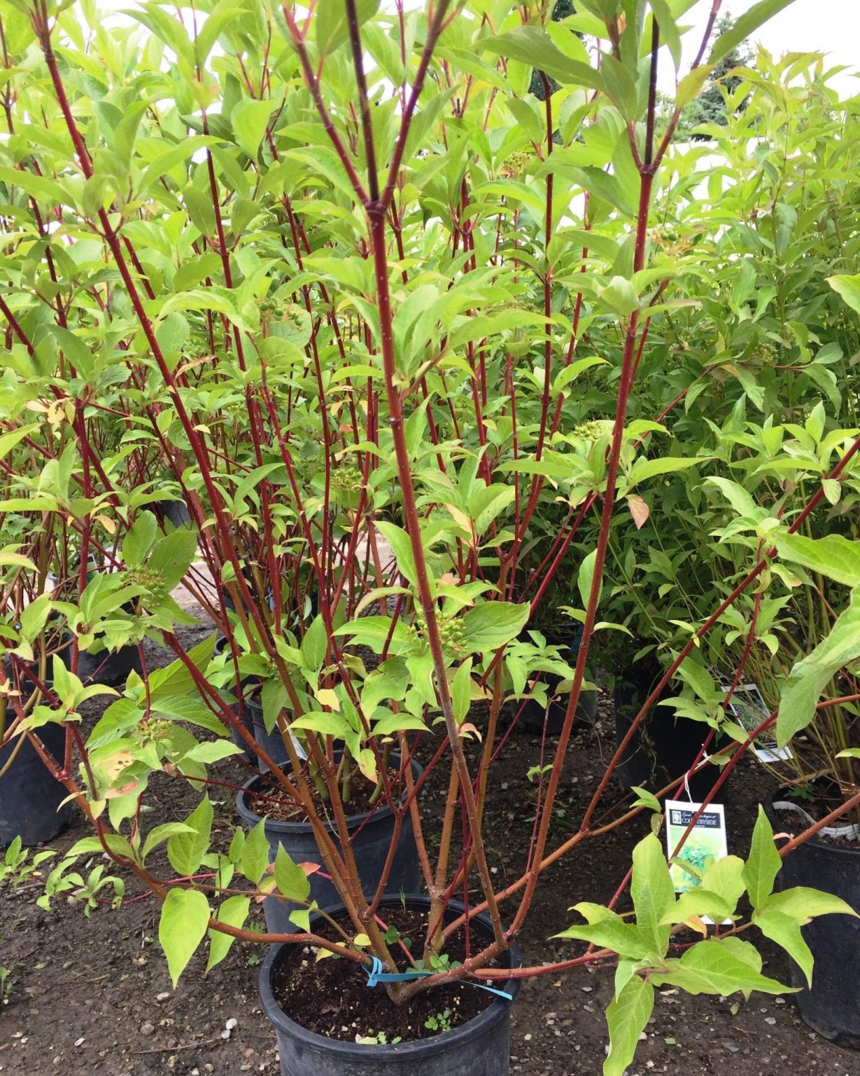 Dogwood Red Osier 1 0 Cornus Sericea Virginia Department Of Forestry