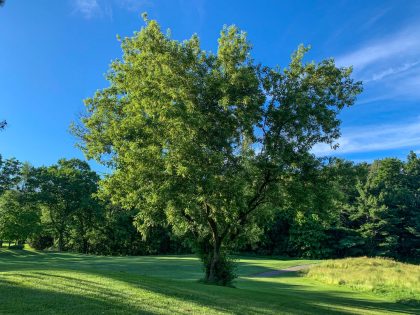 Boxelder 1-0 (Acer negundo ) – Virginia Department of Forestry