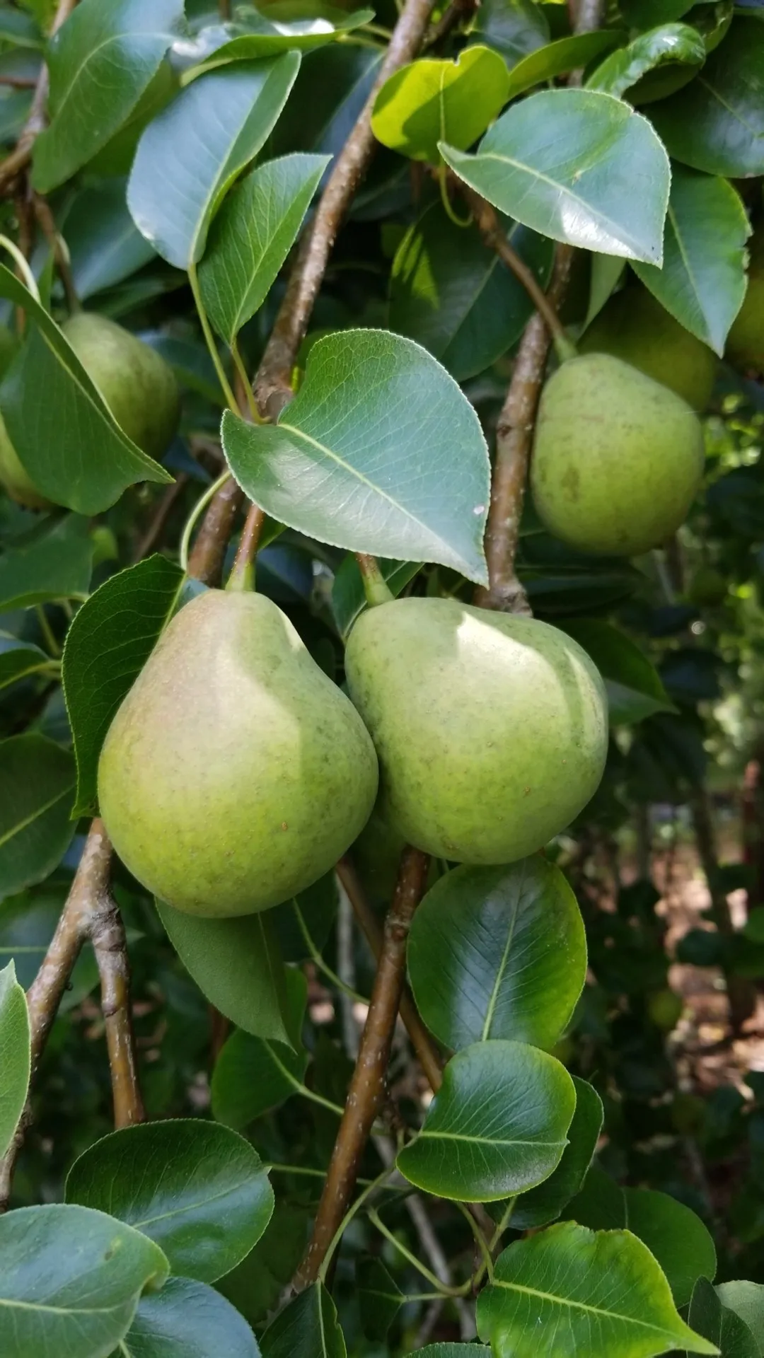 Bartlett Pears 1 lb - 5G Farm