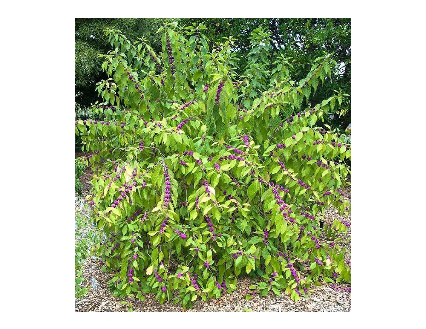 Beautyberry 1-0 (Callicarpa americana)