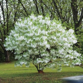 Fringetree, White 1-0 (Chionanthus virginicus)