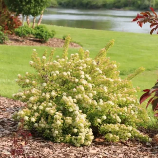 Ninebark 1-0 (Physocarpus opulifolius)