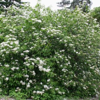 Viburnum, Blackhaw 1-0 (viburnum prunifolium)