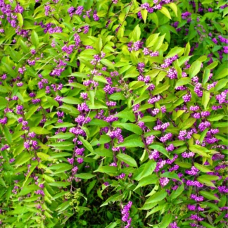 Beautyberry 1-0 (Callicarpa americana)