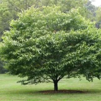 Hornbeam 1-0 (Carpinus caroliniana)