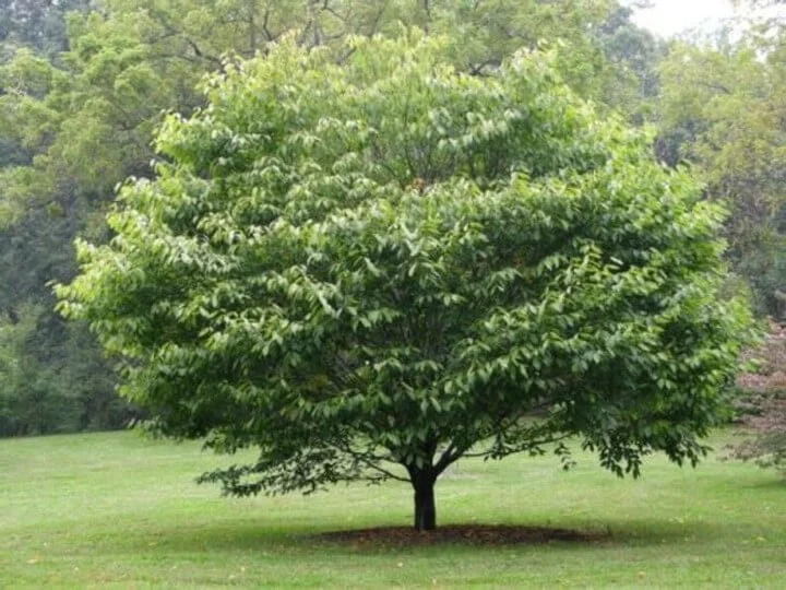 Hornbeam 1-0 (Carpinus caroliniana)