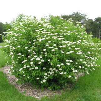 Viburnum, Arrowwood 1-0 (Viburnum dentatum)