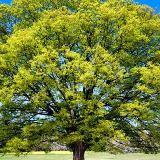 Beech, American  1-0 (Fagus grandifolia)
