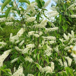 Cherry, Choke 1-0 (Prunus virginiana)