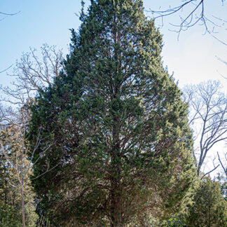 Red Cedar, Eastern 1-0 (Juniperus virginiana)