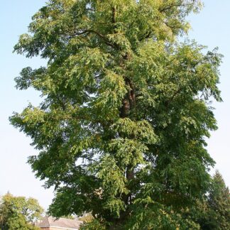 Coffeetree, Kentucky (Gymnocladus dioicus)