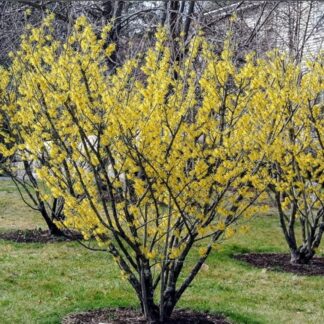 Witch-hazel (Hamamelis virginiana)