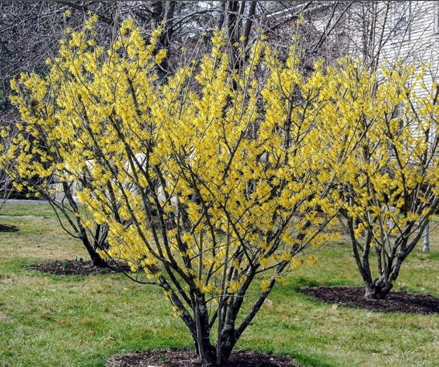 Witch-hazel (Hamamelis virginiana)
